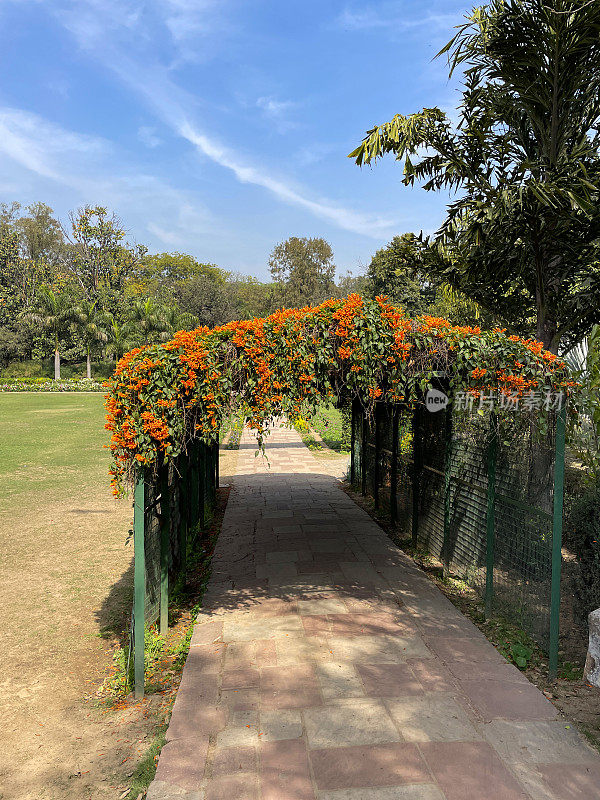 金属框架的藤架图像覆盖爬升观赏开花橙色喇叭藤(Pyrostegia venusta)横跨人行道，晴朗的蓝天背景，重点在前景